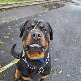 Rottweilers from Nightfall Reverie Rottweilers