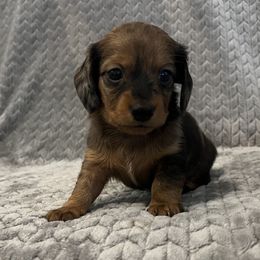 Dachshund Puppies from MD Dachshunds