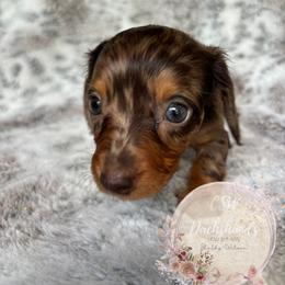 Dachshund Puppies from CSW Dachshunds