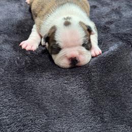 Diego - Black brindle and white male Boston Terrier puppy in Madera Acres, California from Muggin Bostons Terriers and Mini Dachshund