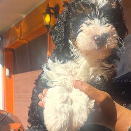 Rue - Tri-color female Bernedoodle puppy in Jacksonville, Florida from Haj Paj Bernedoodles