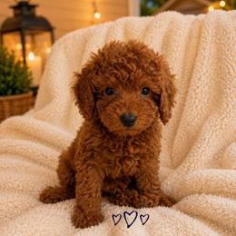 Ollie - Red  male Goldendoodle puppy in Warrensburg, Missouri from Supreme Doodles