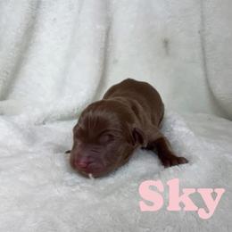 Sky - Chocolate female Labrador Retriever puppy in Lucasville, Ohio from Backwoods Labradors