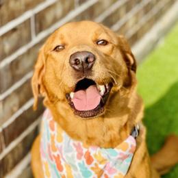 River - Labrador Retriever