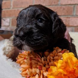 Australian Labradoodle Puppies from Llewellyn's Grove Labradoodles
