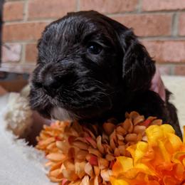 Australian Labradoodle Puppies from Llewellyn's Grove Labradoodles