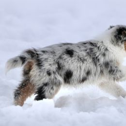 Australian Shepherd, Miniature American Shepherd, Miniature Australian Shepherd, and Toy Australian Shepherd Puppies from Painted Blue Aussies