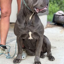 Stella - Cane Corso