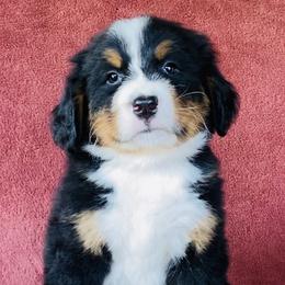 Orange Collar Girl - Black rust and white female Bernese Mountain Dog puppy in Bristol, Tennessee from Holston Hollow Farm