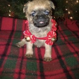 Bernese Mountain Dog and Brussels Griffon Puppies from Brooks Berner Bears