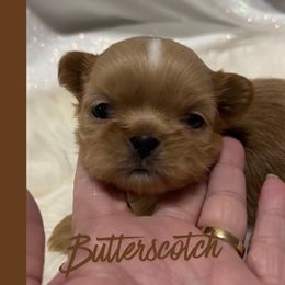 Butterscotch - Cream and white male Shih Tzu puppy in Hayden, Idaho from Phoenix Shih Tzu