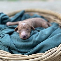 Peter Pan - Parti male Goldendoodle puppy in Pittsburg, Texas from Peachy Pine Goldendoodles