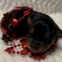Miss Star - Black and tan female Yorkshire Terrier puppy in Lexington, North Carolina from Silver Valley Yorkies