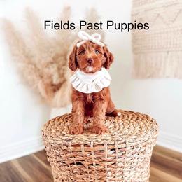 Reservation Female 1 - Red  female Goldendoodle puppy in Layton, Utah from Gracious Doodle Dogs