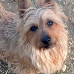 Australian Terriers from Redhawk Australian Terriers