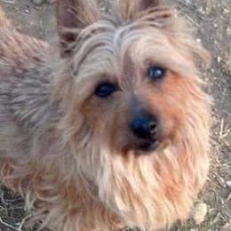 Australian Terriers from Redhawk Australian Terriers