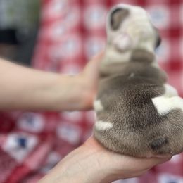 Bulldog Puppies from Sweet Rolls