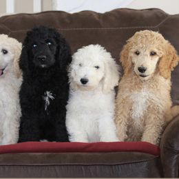 Poodle Puppies from Absolutely Pampered Poodles