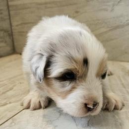 M2 - Blue merle male Australian Shepherd puppy in Arbela, Missouri from County Line Aussies