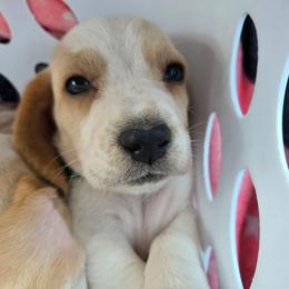 Purple-Rey - Red and white female Basset Hound puppy in Haleyville, Alabama from Violet Lane Basset Hounds