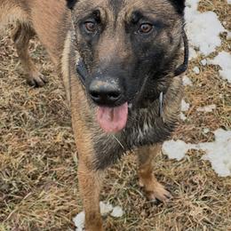 Belgian Malinois puppies from Maine Working Dogs