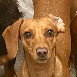 Saffron - Dachshund