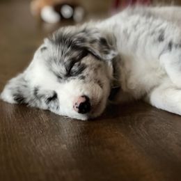 Border Collie Puppies from Full Moon Fox Farm