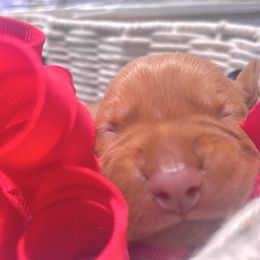 Eevee - Golden rust female Vizsla puppy in Bloomington, Indiana from Envizion