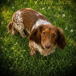Falyn Skye - Dachshund