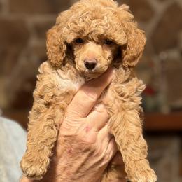 Gracie - Red  female Poodle puppy in Milton, Florida from Sutton Place Doodles
