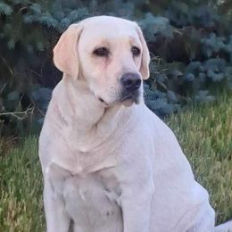 Labrador Retrievers from Clark’s Labrador Retrievers