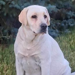 Labrador Retrievers from Clark’s Labrador Retrievers