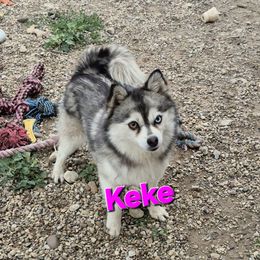 Pomsky puppies from Ba's Designer Puppies
