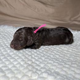 Stella - Phantom female Goldendoodle puppy in Palmetto Bay, Florida from SOMIDOODLES