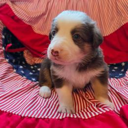 Meadow - Tri-color female Border Collie puppy in Watsontown, Pennsylvania from Kate Gresham