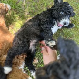 Goldendoodle Puppies from Crowders Creek Doodles