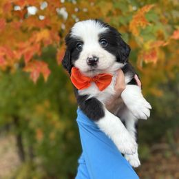 CASH Cashmere - male Australian Mountain Doodle puppy in Taylors, South Carolina from Aspen Mountain Doodles LLC