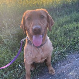 Lana del Rey - Labrador Retriever