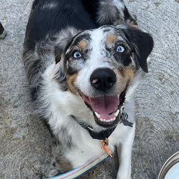 Australian Shepherds from Bewitched Aussies