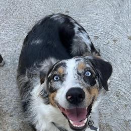 Australian Shepherds from Bewitched Aussies