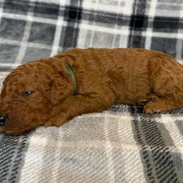 Green Collar Male - Red  male Goldendoodle puppy in Pasadena, Texas from Knightsbane Standard Poodles
