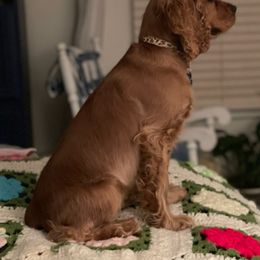 Cocker Spaniel All Grown Up from Joron Cockers