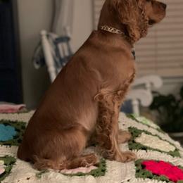 Cocker Spaniel All Grown Up from Joron Cockers
