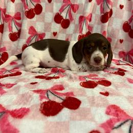 Girl 1 LIMITED AKC - Piebald female Dachshund puppy in Aurora, Missouri from Baker Farms
