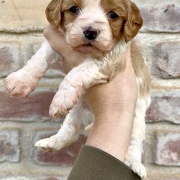 Teddy (Orange collar) - Blenheim male Cavapoo puppy in Redding, California from Lipscomb Doodles