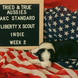 Black F 1 - Black tri-color female Australian Shepherd puppy in Cotati, California from Tried and True Aussies