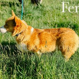 Fern - Pembroke Welsh Corgi
