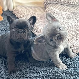 French Bulldogs from Once Upon A Bulls