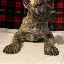 Perro de Presa Canario Puppies from Mesquite Creek Kennels