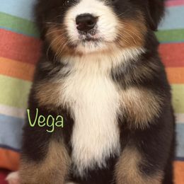 Bernese Mountain Dog Puppies from Brenda Kranish